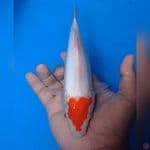 Tancho keladi 26 cm male