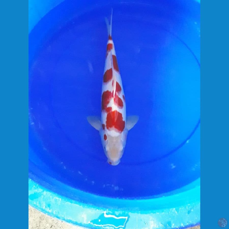 kohaku 42