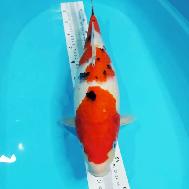 BULKY F47 SANKE 🌹
