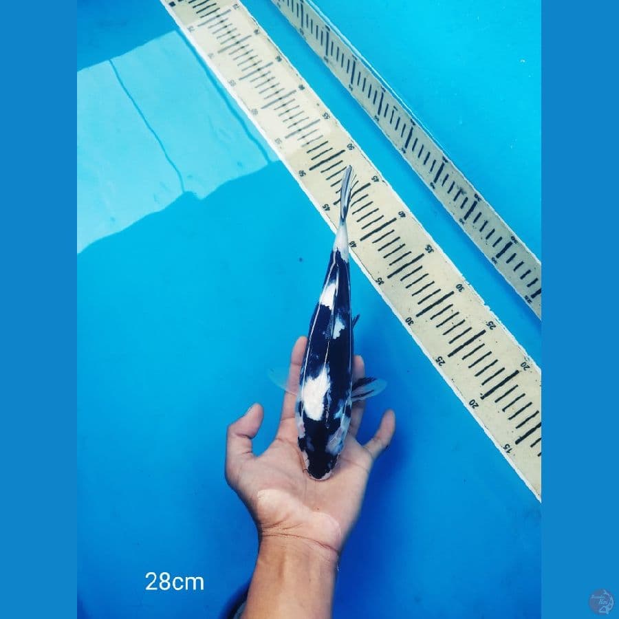 shiro sumi janges gilap motugoru sebelah ada 28cm