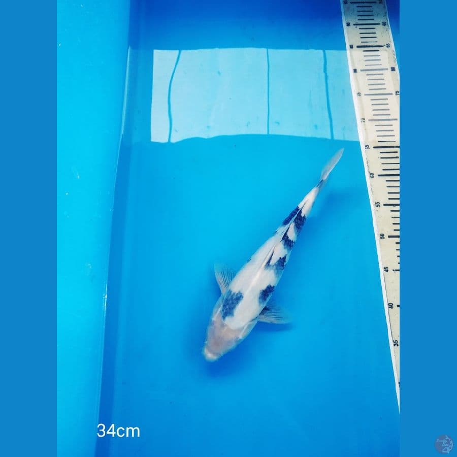 34cm shiro pola gunung calon aduhay tantegoi