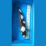 Shiro Omosako 58 cm Male Serti