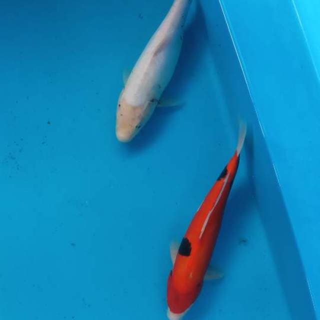 Mix koi doitsu