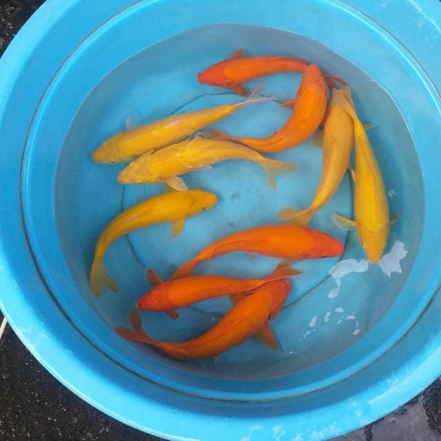 Mix karasi lemon dan red karasi 10 ekor body munuk2