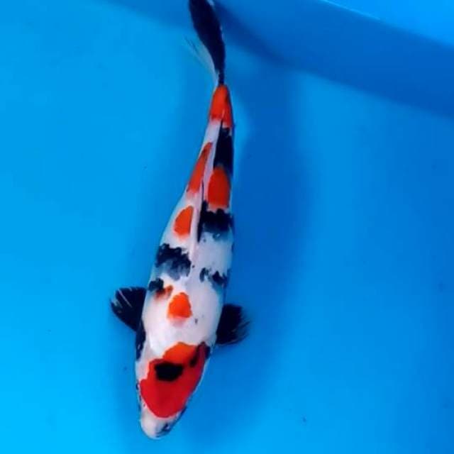 Showa