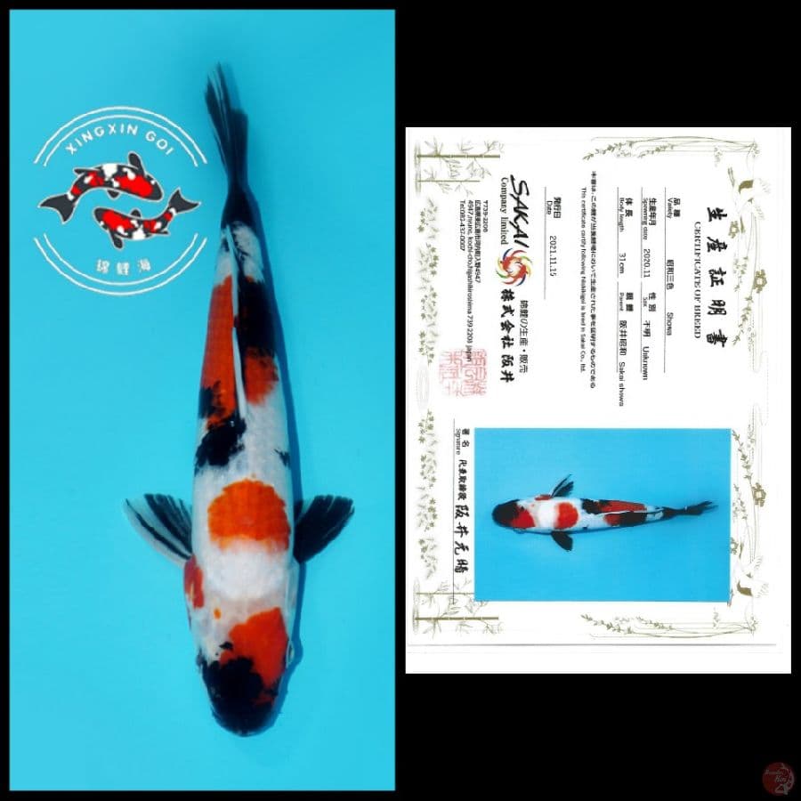 SHOWA IMPORT SAKAI 31cm