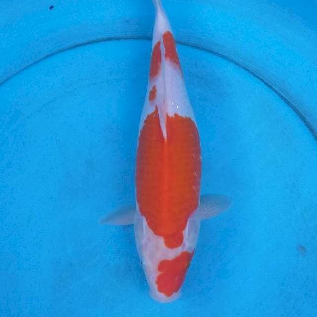 Kohaku