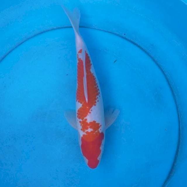 Kohaku kanoko
