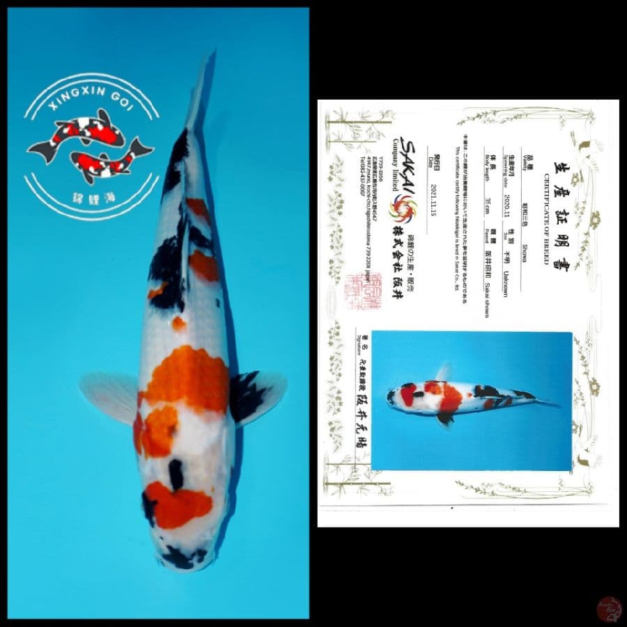 MARUTEN SHOWA IMPORT SAKAI 35CM