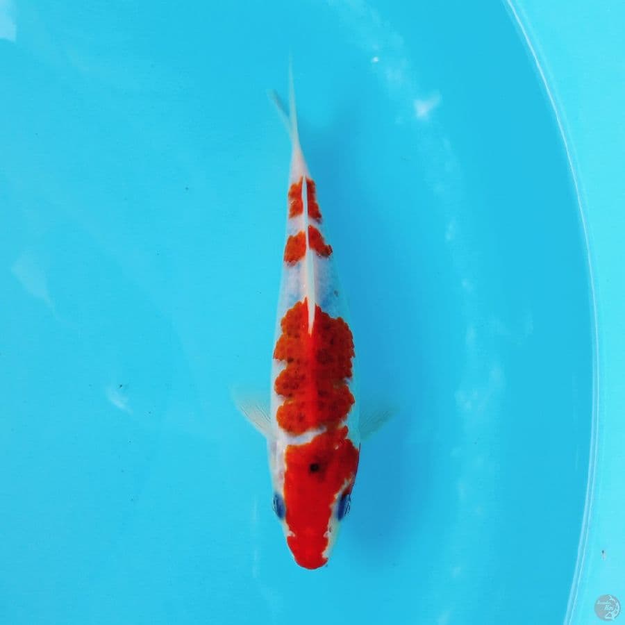 Ai Goromo 18cm