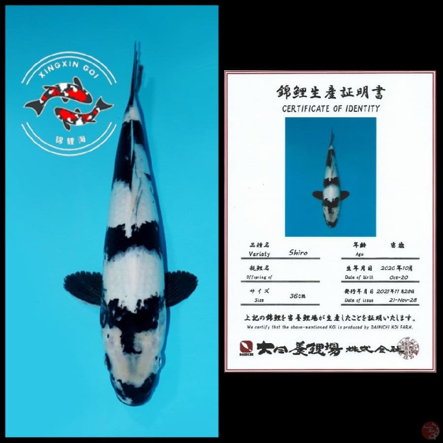 SHIRO IMPORT DAINICHI 36cm