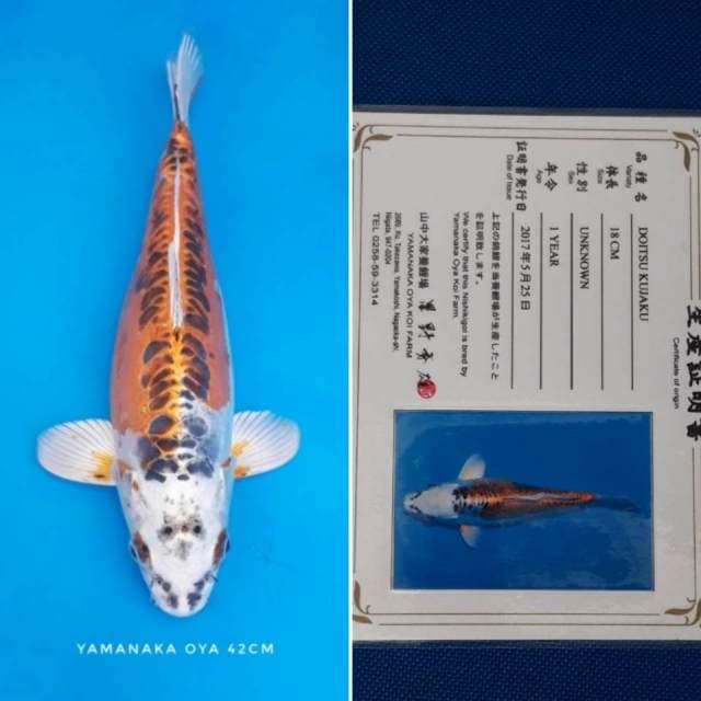 Kujaku doitsu oya import