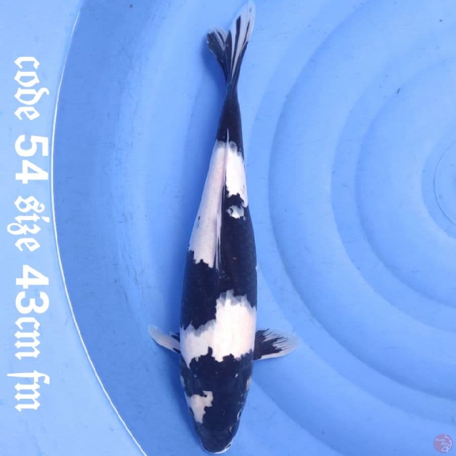 shiro utsuri black jet SQ