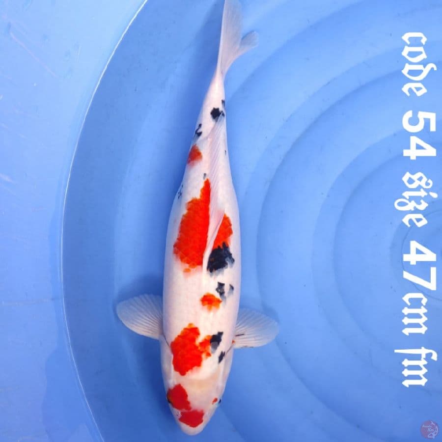 Taisho sanke calon induk