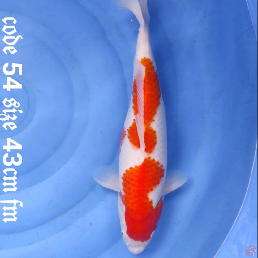 kohaku bakalan induk