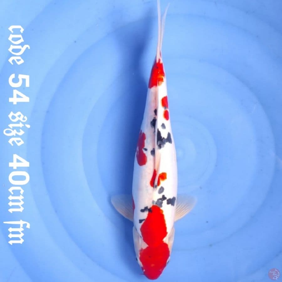 Doitsu sanke merah solid