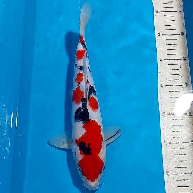 ORIGINAL SANKE 30 CM
