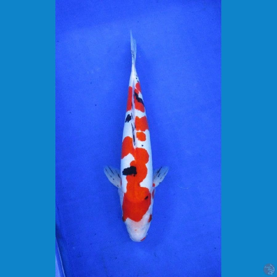 doitsu sanke inaZuma ±35cm