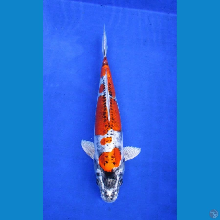 golden kiko ±30cm