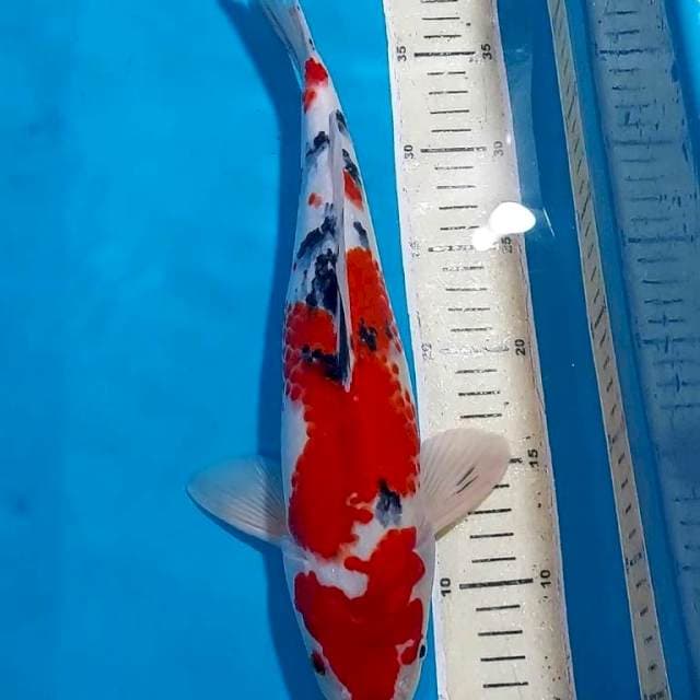 UNIQ KANOKO SANKE 35 CM