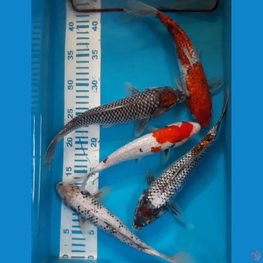 Matsukawabake 23-27 cm