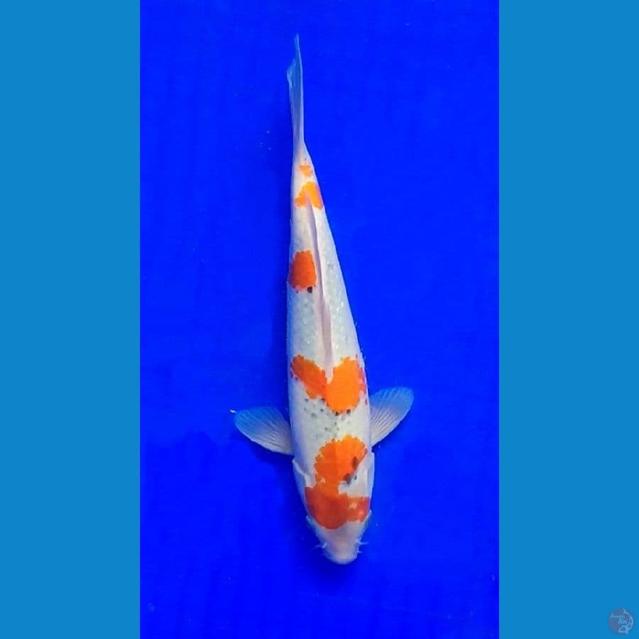 Goshiki 27cm
