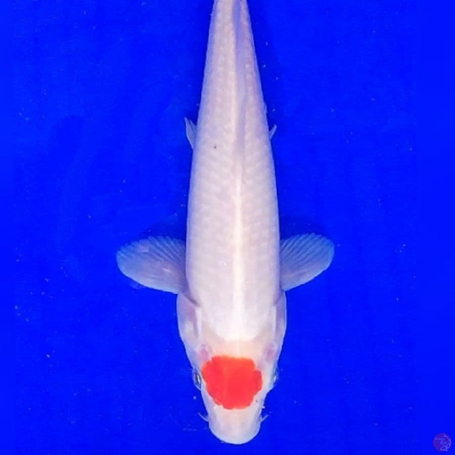 Tancho Kohaku 27cm Jantan
