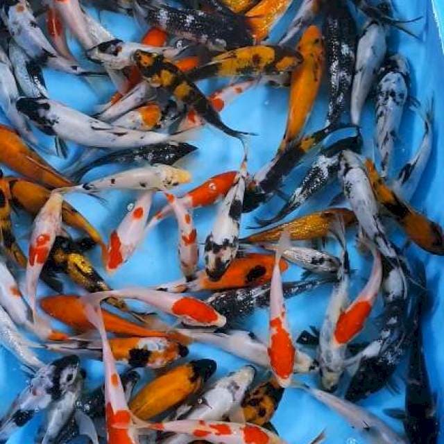 Sowa,Siro, utsuri, kohaku 12-17cm 💯 ekor