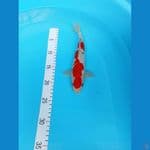 shanke 24 cm 