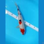 shanke 31 cm