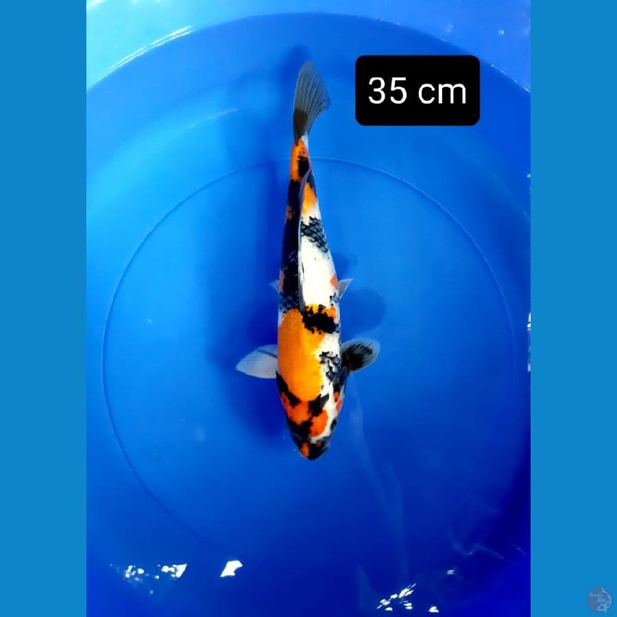 putra showa dainichi 35 cm
