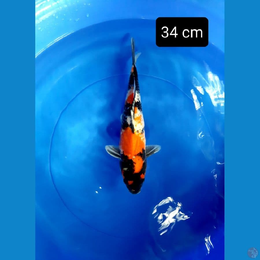 putra showa dainichi 34 cm