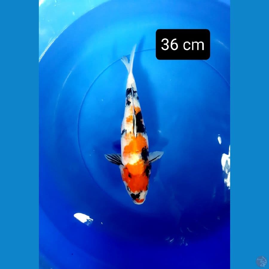 putra showa dainichi 36 cm