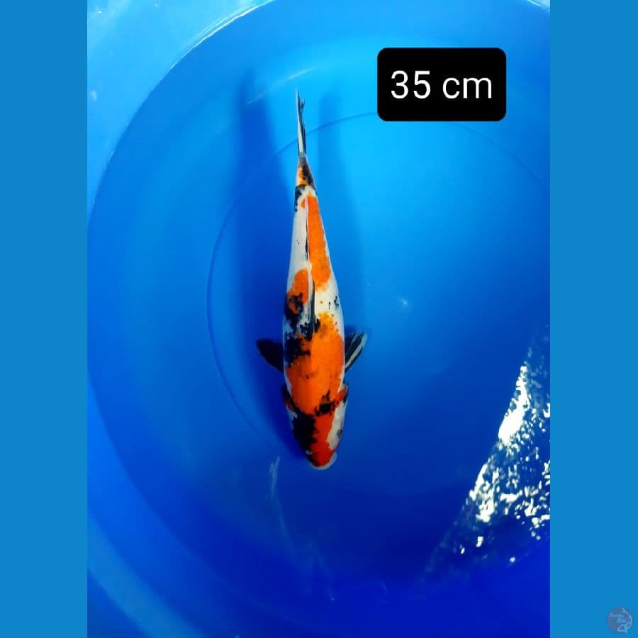 putra showa dainichi 35 cm