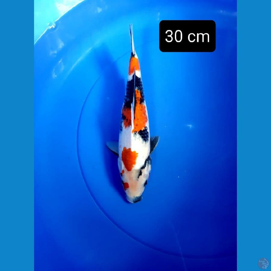 putra showa dainichi 30 cm