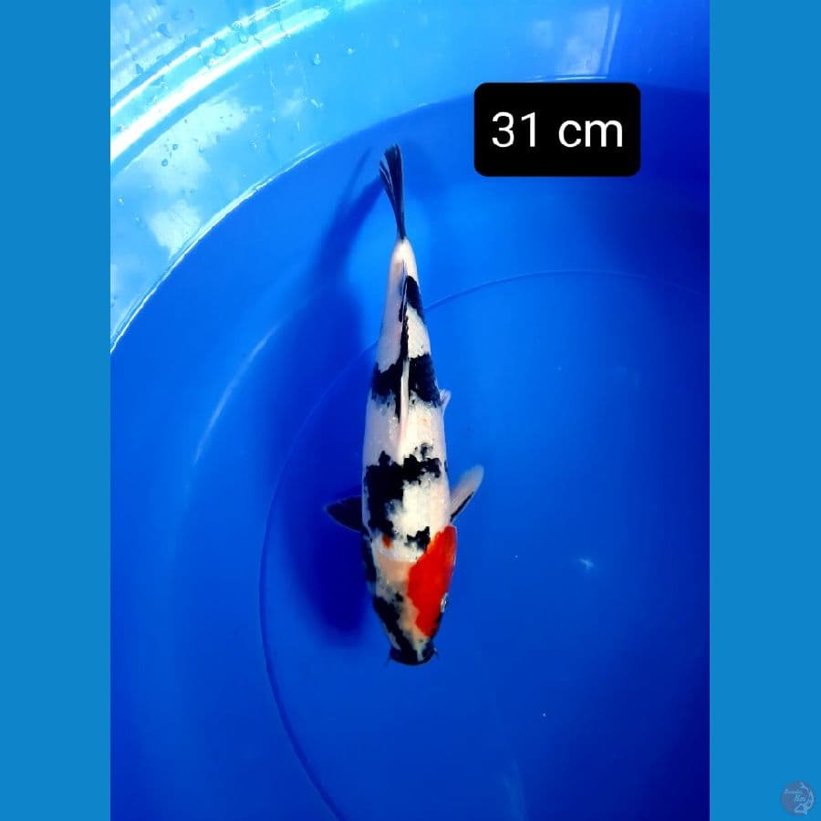 putra showa dainichi 31 cm