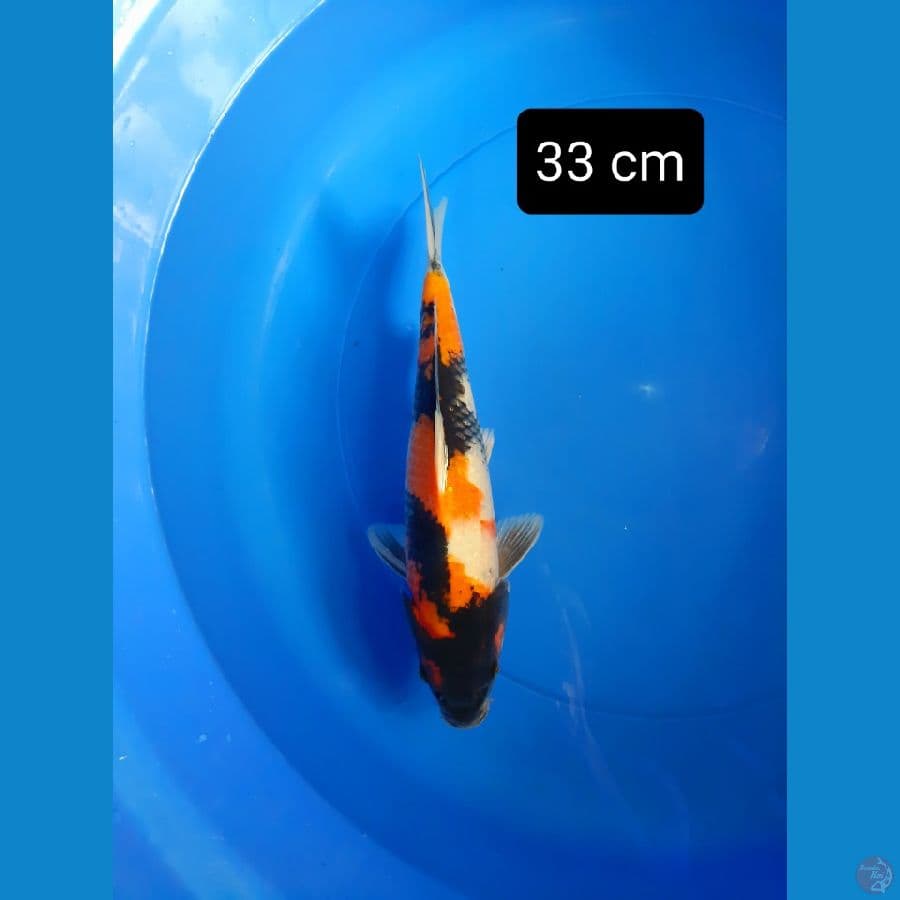 putra showa dainichi 33 cm