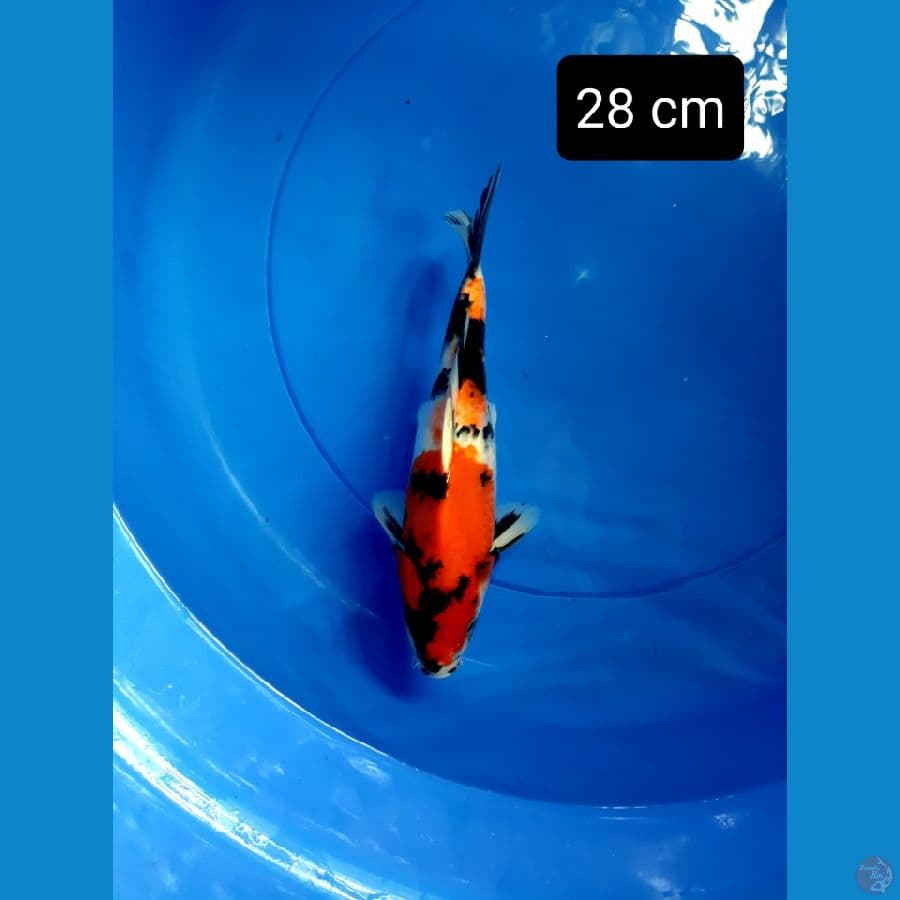 putra showa dainichi 28 cm