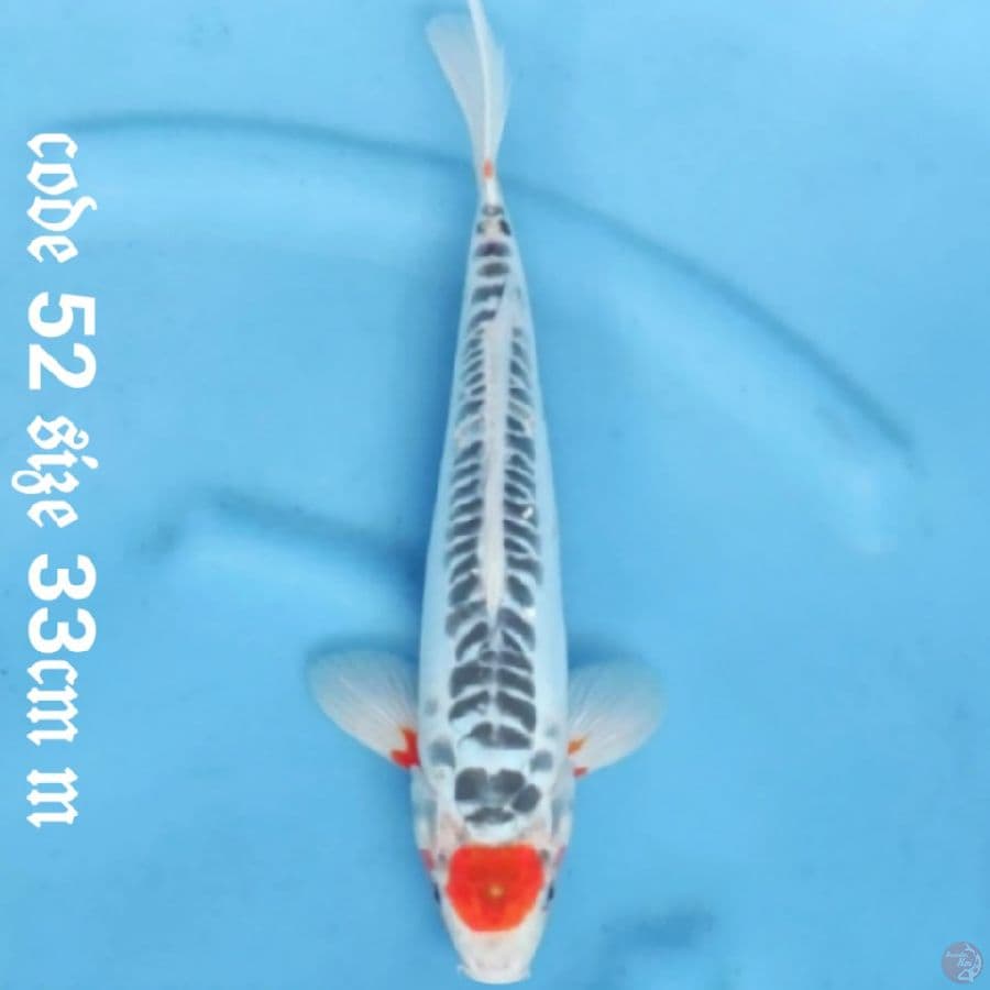 Tancho sushui langka