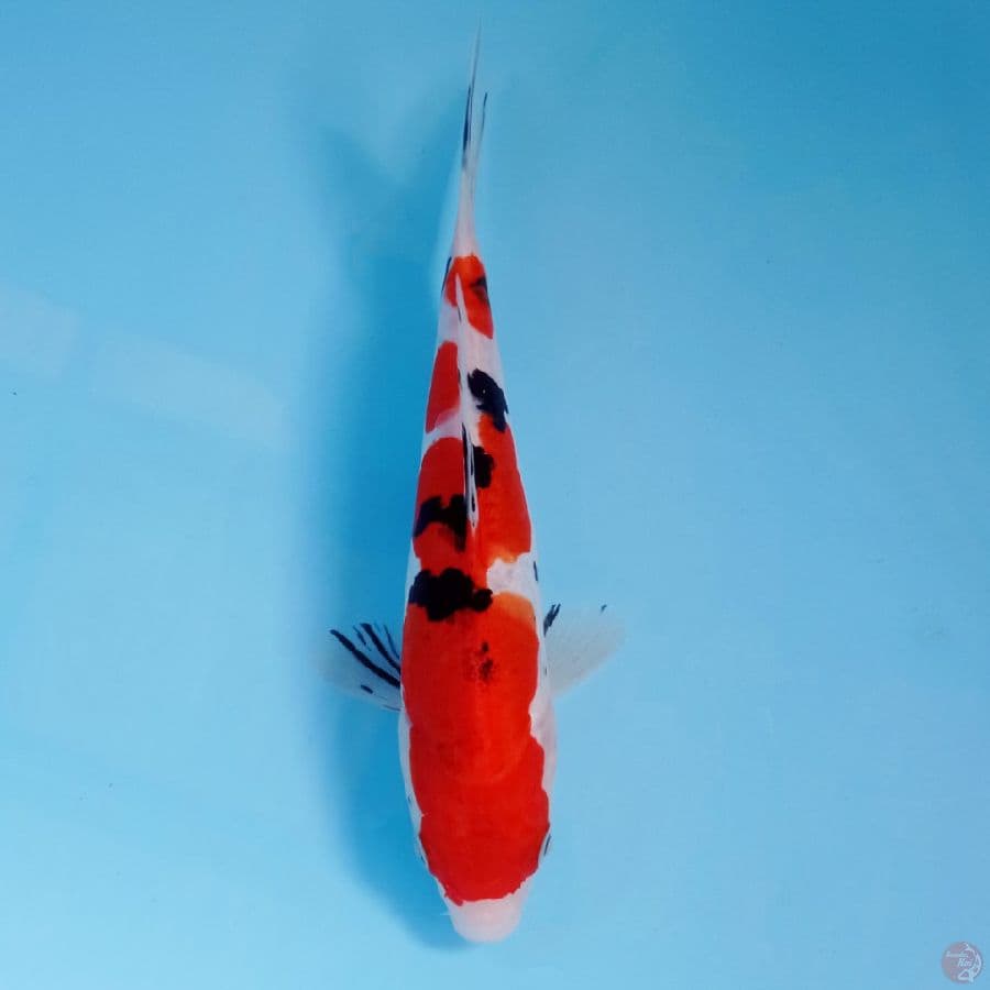 sanke doitsu, 19 cm