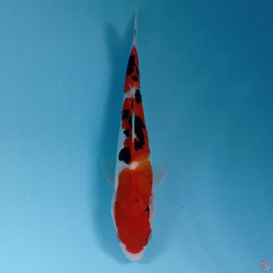 sanke doitsu, 16 cm