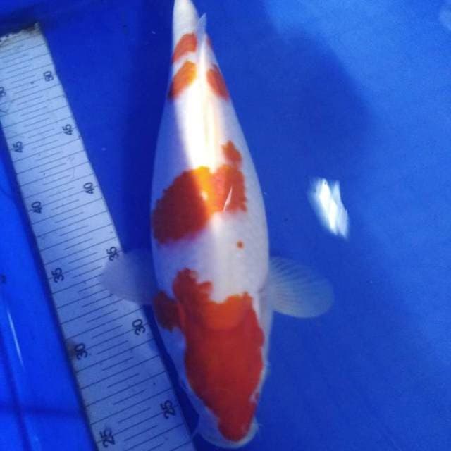 Yondan kohaku 37cm