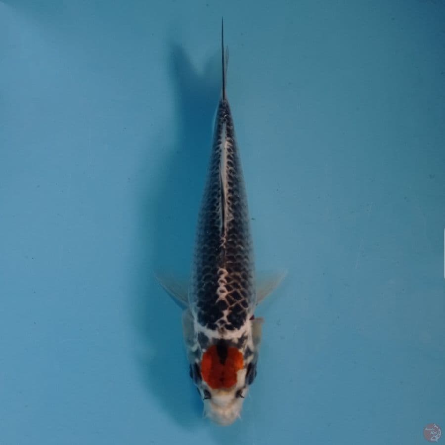 tancho goshiki, 19 cm