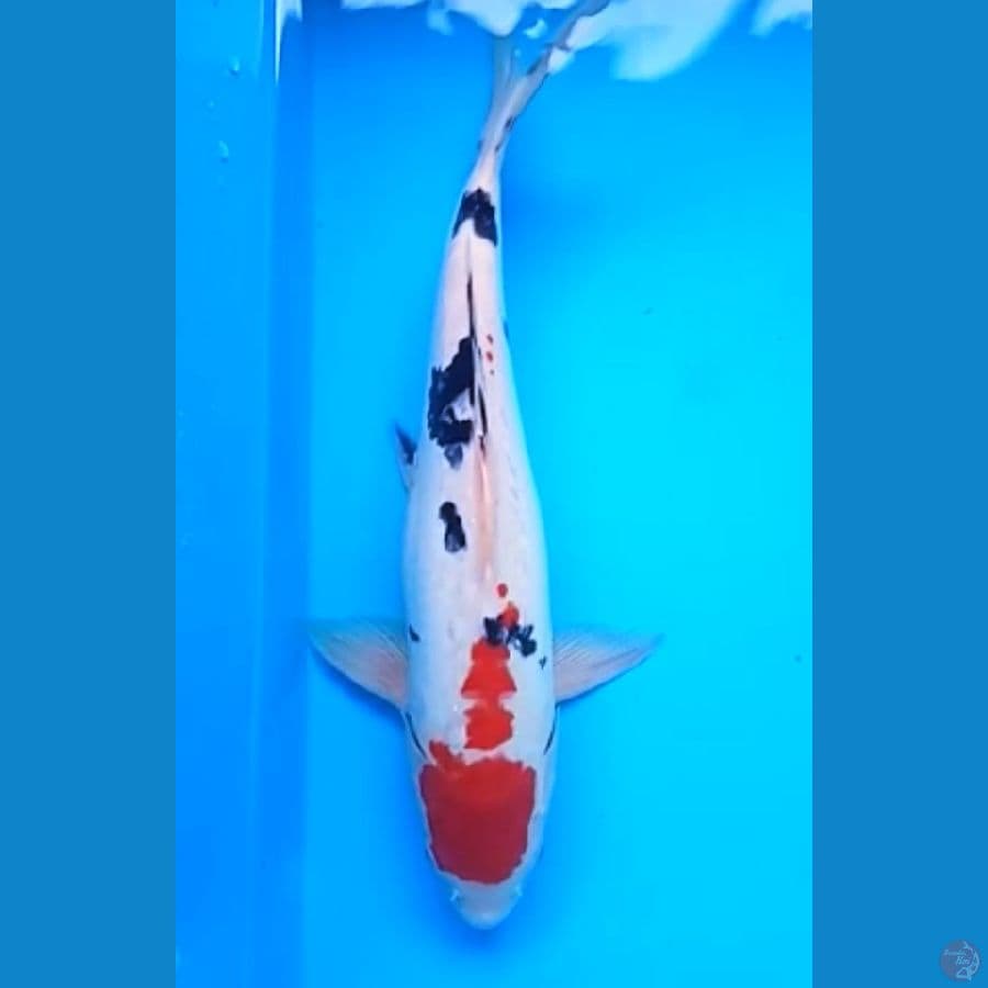 RED MARUTEN SANKE DOITSU 35 Cm