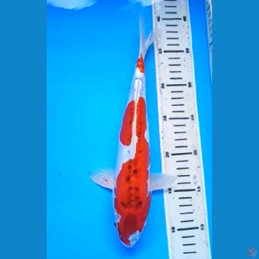 KUJAKU DOITSU 32 Cm