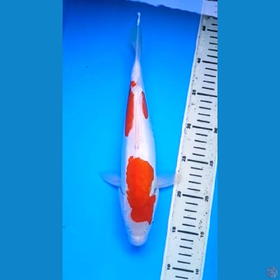 KOHAKU DOITSU STEPS DUO 32 Cm