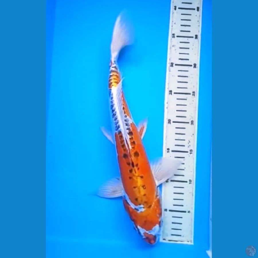 KUJAKU DOITSU BODY JUMBO 39 Cm, JANTAN
