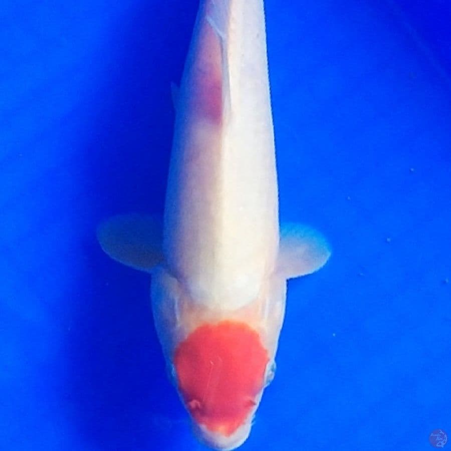 Tancho Kohaku 30cm