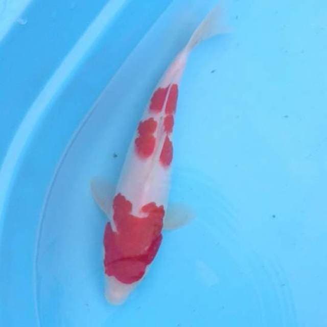 Kohaku 30
