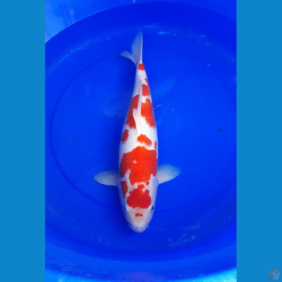 kohaku F 45